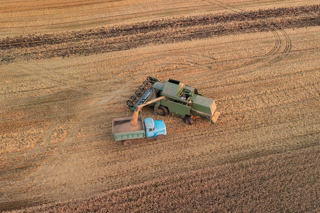 La cosechadora carga el grano en el camión para transportarlo y almacenarlo. Periodo de cosecha en finca