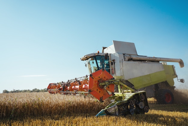 La cosechadora cosecha el concepto de fondo de trigo maduro de una imagen de agricultura de cosecha rica