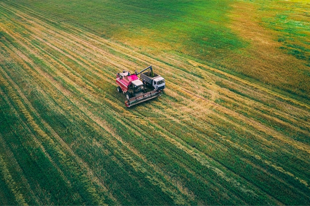 Una cosechadora cosecha un cultivo agrícola. Vista aérea