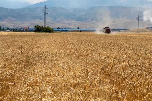 Cosechadora de cosecha de trigo en el campo agrícola