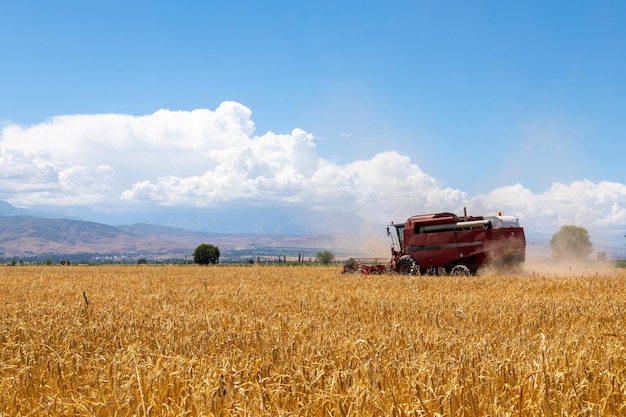 Cosechadora de cosecha de trigo en el campo agrícola