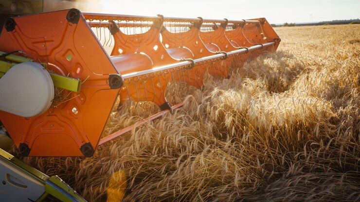 Foto cosechadora cosechadora cosecha trigo maduro. orejas maduras del campo de oro en el fondo del cielo anaranjado nublado al atardecer. . concepto de rica cosecha. imagen de agricultura.