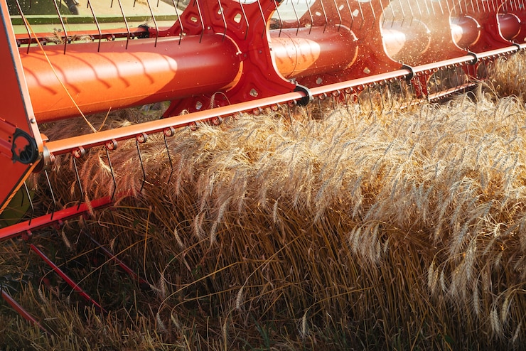 Foto cosechadora cosechadora cosecha trigo maduro. orejas maduras del campo de oro en el fondo del cielo anaranjado nublado al atardecer. . concepto de rica cosecha. imagen de agricultura.
