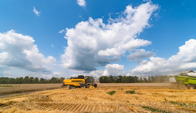 Cosechadora cosechadora de trigo en el campo agrícola en un día soleado de verano