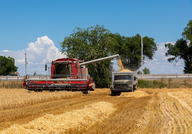 Cosechadora descargando grano de trigo en el camión