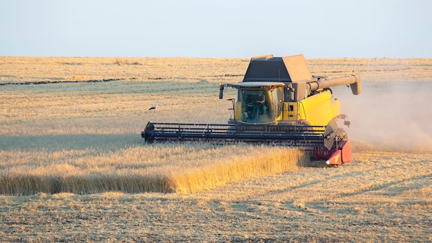 La cosechadora está cosechando trigo en el campo.