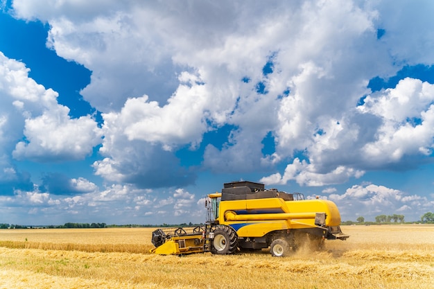 Cosechadora de grano amarillo en un día soleado. Campo amarillo con grano. Trabajos de técnica agrícola en campo. De cerca.