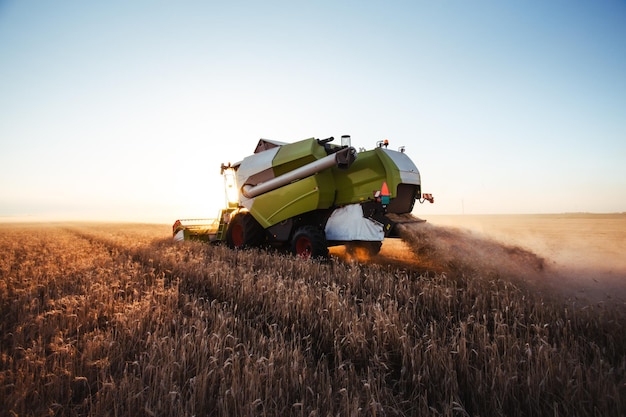 Cosechadora en luz dorada en campos agrícolas con trigo