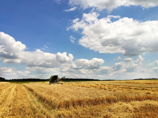 Cosechadora moderna trabajando en un campo de trigo, cosecha, en tierras agrícolas. Las cigüeñas van y recogen el trigo esparcido en los campos.