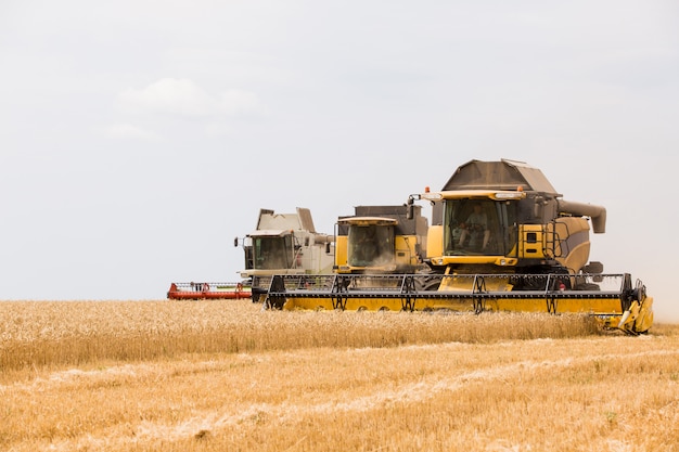 Cosechadora recoge grano de trigo en el campo.