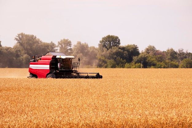 Cosechadora roja en el paisaje del campo de trigo Cosecha de grano Foto Premium