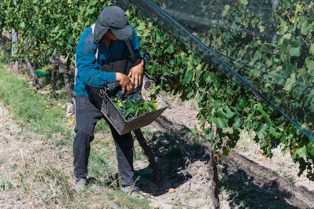 Cosechadora de uva Merloc Sauvignon en Mendoza Argentina