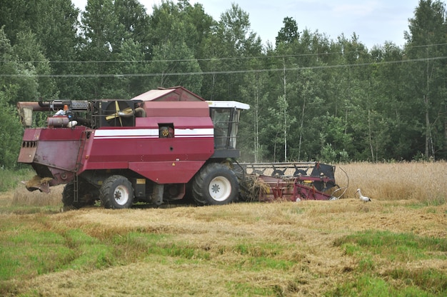 Foto cosechadora vieja rural cosecha trigo maduro en el campo.