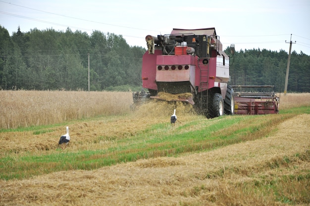 Foto cosechadora vieja rural cosecha trigo maduro en el campo.