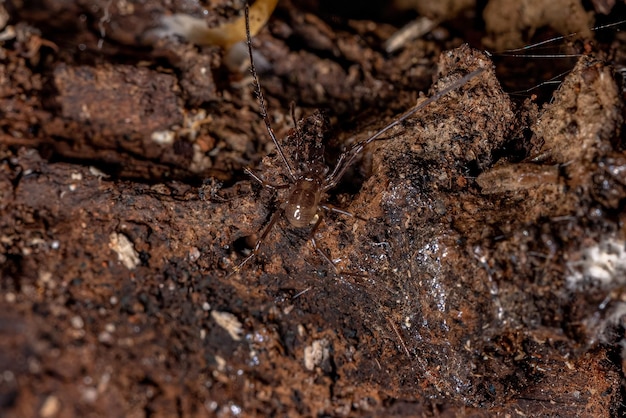 Cosechadores gonyléptidos juveniles del género Discocyrtanus