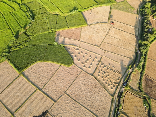 se cosechan campos de arroz