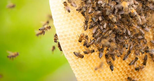 Cosechando abejas melíferas zumbando en los marcos de Medovukha