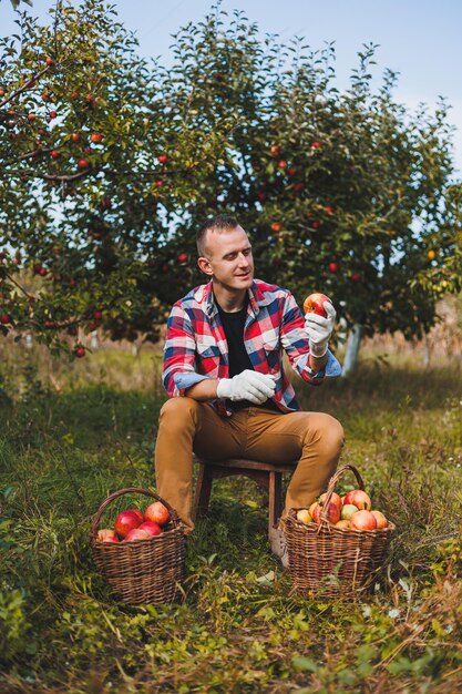 Cosechando manzanas en el jardín Un joven sonriente está trabajando en un huerto y sosteniendo una caja llena de manzanas