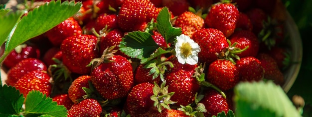 Cosechar fresas en el jardín Enfoque selectivo