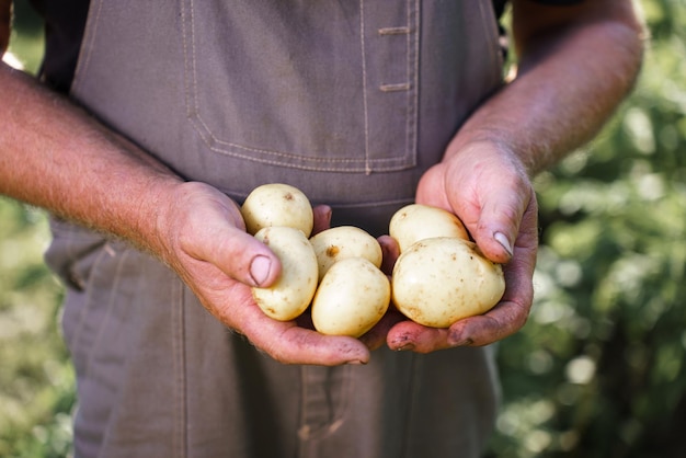 Cosechar papas frescas en las palmas de los agricultores en el campo