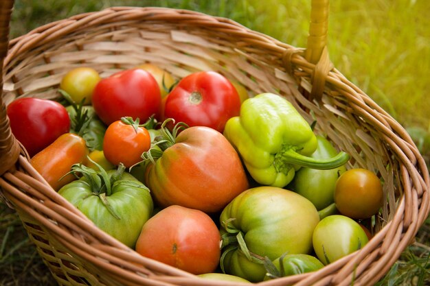 Cosechar tomates y pimientos en la cesta.