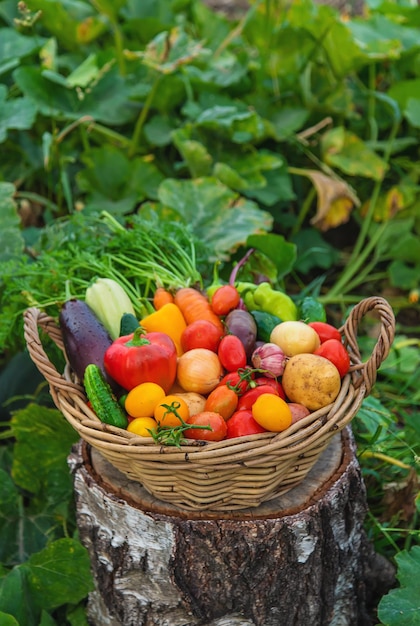 Foto cosechar verduras en el jardín enfoque selectivo