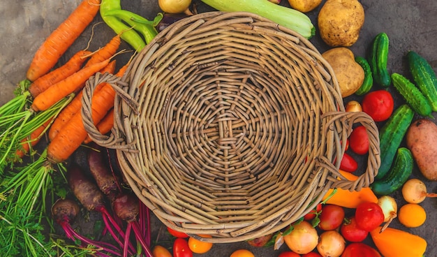 Cosechar verduras en el jardín Enfoque selectivo