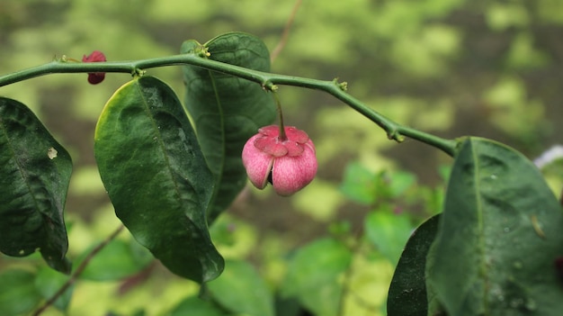 se cosecharán frutos rojos