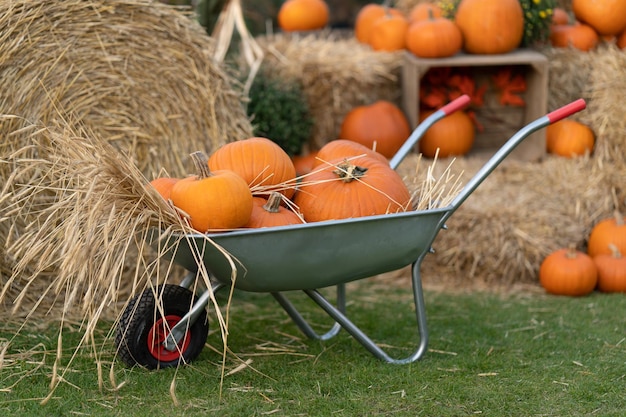 Coseche calabazas en un carro agrícola cerca de pacas de paja en la granja