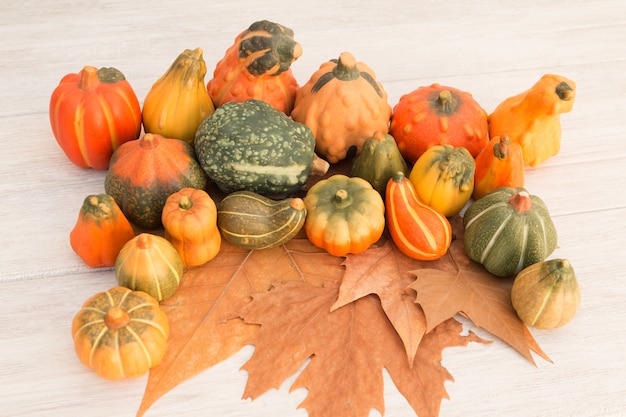 Coseche las calabazas en las hojas de otoño marrones