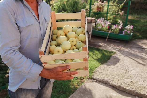 Foto coseche manzanas blancas en una caja de madera productos listos para exportar importación de bienes de temporada un m ...