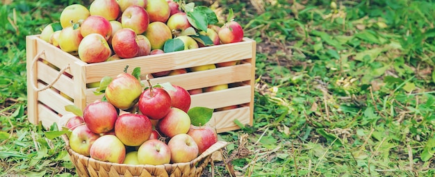 Coseche las manzanas en una caja en un árbol en el jardín. Enfoque selectivo.