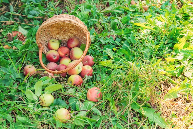 Coseche manzanas en una caja en un árbol en el jardín