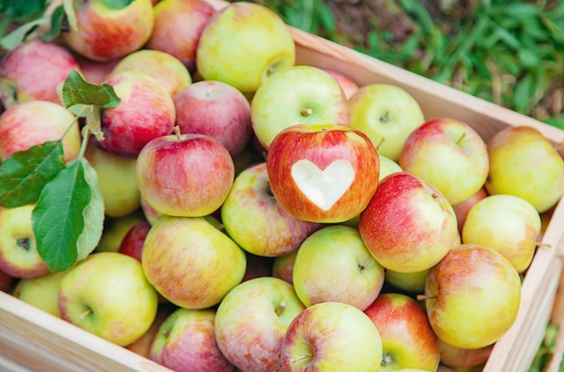 Coseche manzanas en una caja en un árbol en el jardín