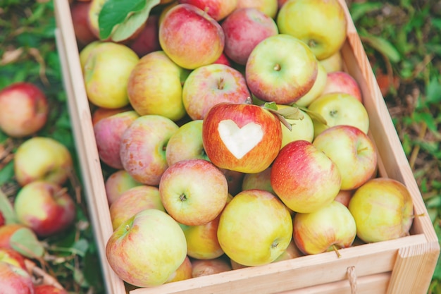 Coseche manzanas en una caja en un árbol en el jardín