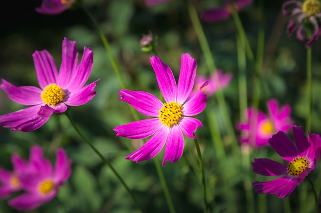 Cosmea Blumen.