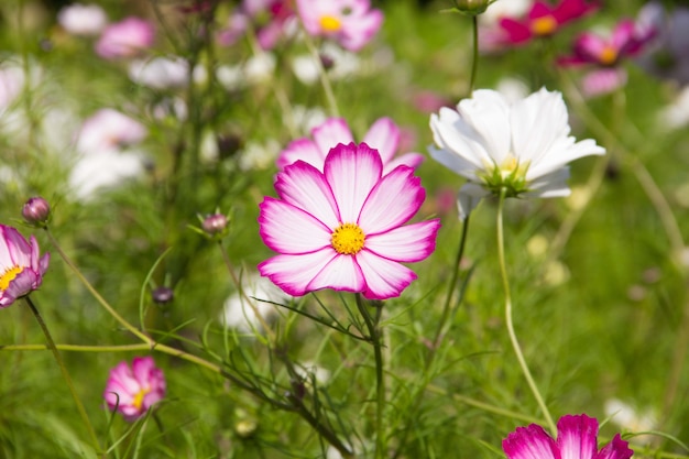 Cosmea. Flores de verão. Flores coloridas como margaridas. Flores sobre fundo verde. Natureza de verão.