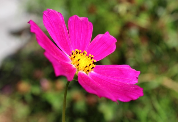 Cosmea en el jardín Macro foto con fondo borroso