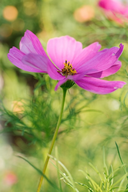 Cosmea lilás roxo flor fechar em um jardim florescendo no verão
