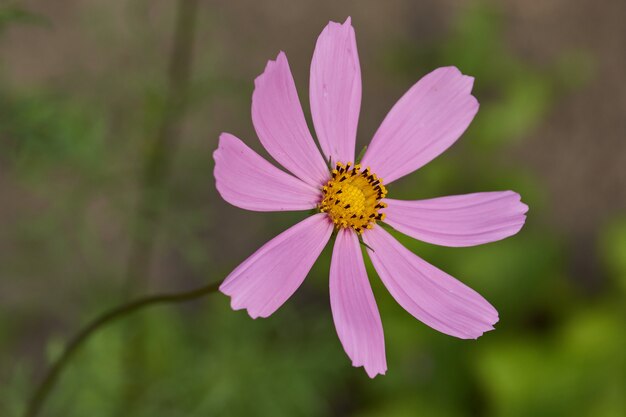 Cosmea ou Cosmos lat Cosmos floresce no jardim