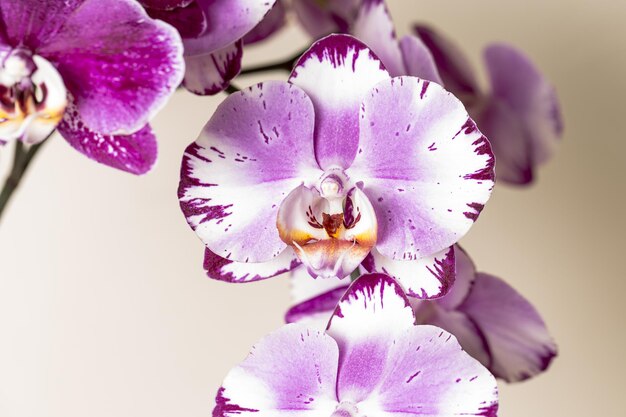 Cosméticos de flores de orquídea rosa em fundo marrom