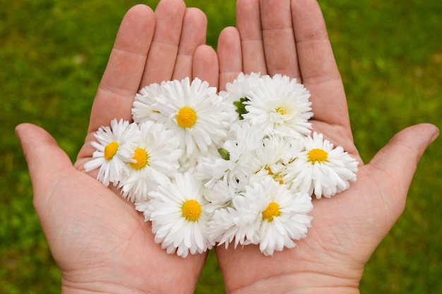 Cosméticos naturais para mãos antirrugas mãos Beleza natural de uma mulher