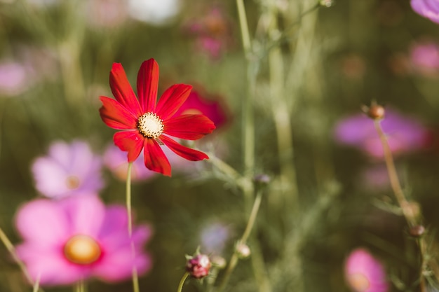 Cosmo blüht im Garten mit Sonnenlicht am Morgen.