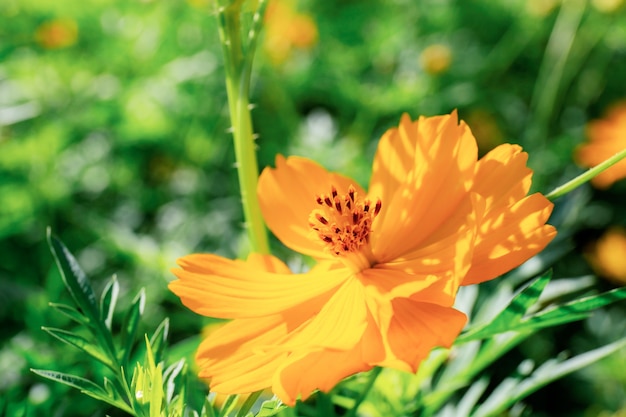 Cosmos à luz do sol no parque.