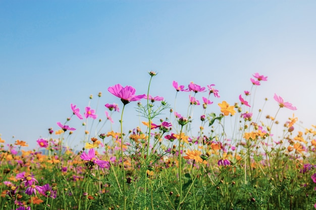 Cosmos al amanecer con cielo.