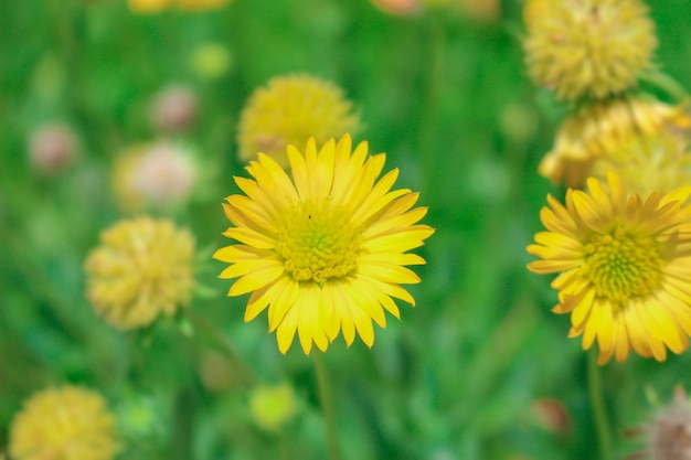 Foto cosmos amarelo no jardim