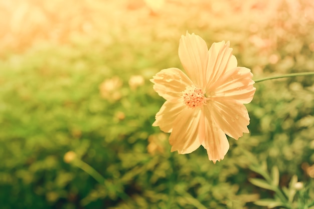 Cosmos amarillo que florece con el fondo verde del bokeh