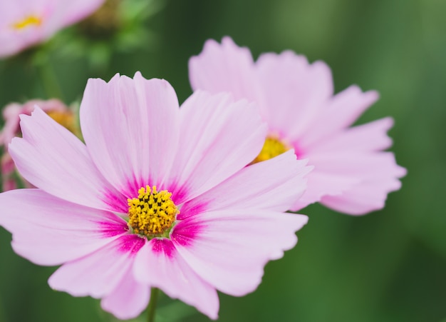 Cosmos bipinnatus gelbe und rosa Farbe.