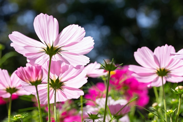 Foto cosmos blanco flores en el jardin