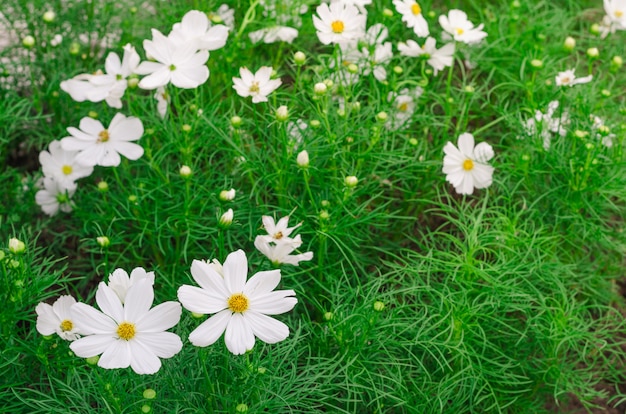 Cosmos blanco flores en el jardin